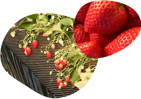 いちご